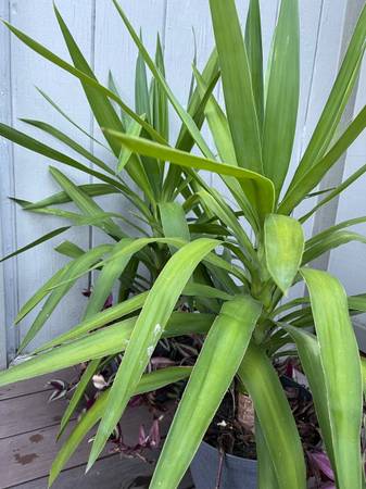 Yucca Plants 1