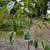 Yoshino cherry tree 2 thumbnail