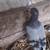 Homing pigeons 2 thumbnail