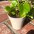 Homegrown CREEPING CHARLIE PLANTS MIRACLE GROW SOIL 3 thumbnail