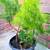 Last 2 Plants! Asparagus Fern 1gal. Houseplant Container Patio Garden 3 thumbnail