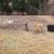 Nigerian Dwarf goats 2 thumbnail
