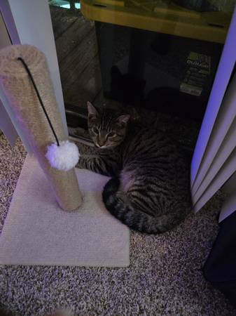 6 month old male Tabby (Jacksonville)63682051610625120