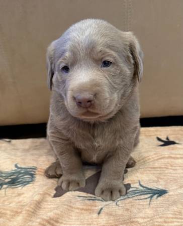 Silver Lab Puppies (Circleville)63907296449666121