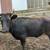 Guernsey Dexter Heifer 1 thumbnail