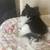 I have a two liters -one is Pomeranian parti and tri and the ot 18 thumbnail