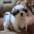 Grown shihtzus 1 thumbnail