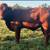 Beefmaster Open Heifers 8 thumbnail
