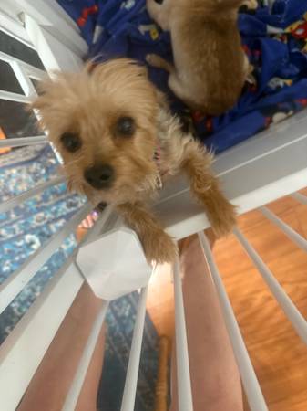 Yorkshire Terrier purebred tiny Yorkies (Spanish Fork)64037454567553123
