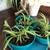 15+ PLANT SALE UNTIL GONE 7AM-7PM ALL MUST GO! 19 thumbnail