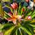 Hawaiian RAINBOW plumeria rooted in pot 1 thumbnail