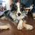 Neutered Male Australian Shepherd 7 thumbnail