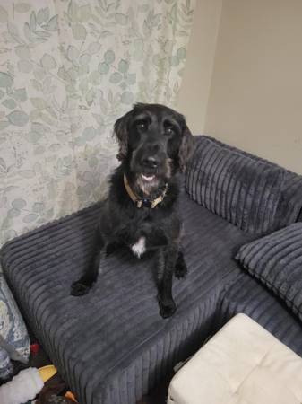 Rehoming - 50 $ (Abbeville)63440350011137120