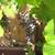 wine & table grape Vines to Plant,xlnt 9 thumbnail
