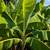 Banana Tree 🍌🍌 9 thumbnail