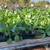 GORGEOUS WINTER VEGETABLE STARTS & FALL COLOR 12 thumbnail