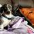 Miniature Dachshund 6 thumbnail