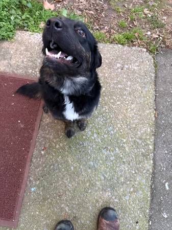 Female Shepherd/Lab 1