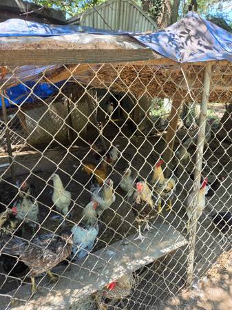 Roosters 1