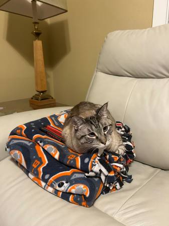 Lynx Point Siamese - Free to good home63671554462465121