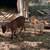 🐐 BUCKLING GOATS FOR SALE 6 thumbnail