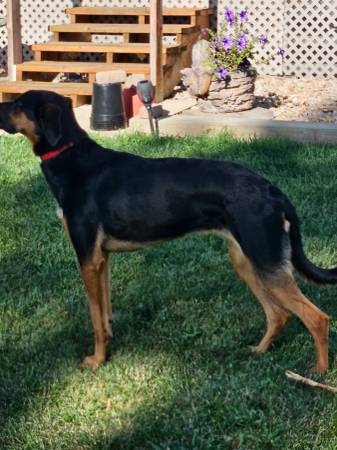 15 month old female black and tan dog (Sturgis)63854134870275122