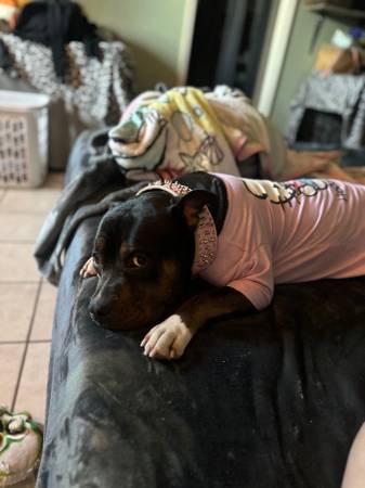 Gratis a un buen hogar American Bully (Pasco)63896661881858122