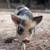 Friendly mini pig 5 thumbnail