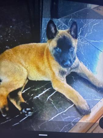 belgian malinois puppy 1