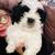 Shih tzu 2 thumbnail