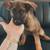 Purebred German Shepherd Puppy 2 thumbnail