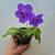 Cape primrose aka Streptocarpus 1 thumbnail