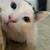rehoming cats 8 thumbnail