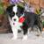 Australian Shepard/ Border Collie puppies 8 thumbnail