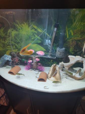 36 gallon bow front fish tank 1