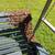 Bee Swarm Removal 2 thumbnail