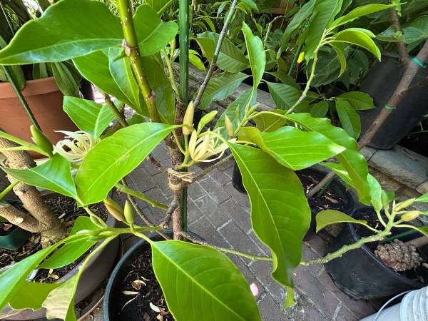 White Champaka tree 1