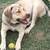 Chesapeake Bay Retriever puppy 6 thumbnail