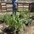 Irrigation Ollas San Diego 1 thumbnail