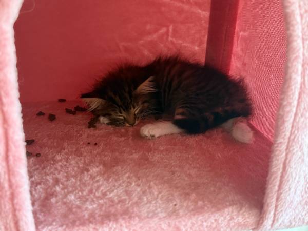 Female Mix Breed Kitten For Rehoming (Santa Rosa)63890025807233123