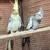 blue quakers,green quakers,cockatiels 12 thumbnail