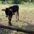 Calves 5 thumbnail