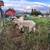 Wether Lambs 1 thumbnail