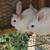 New Zealand Rabbits For sale 3 thumbnail