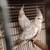 WF Pearl Cockatiels 3 thumbnail