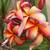 Specimen Sized Plumeria, Plumerias 1 thumbnail