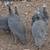 Guinea Fowl 3 thumbnail