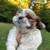shih tzu puppies 7 thumbnail