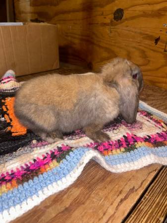Adorable Holland lop pet rabbits63839343697409121