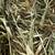 Oat Hay 2 thumbnail
